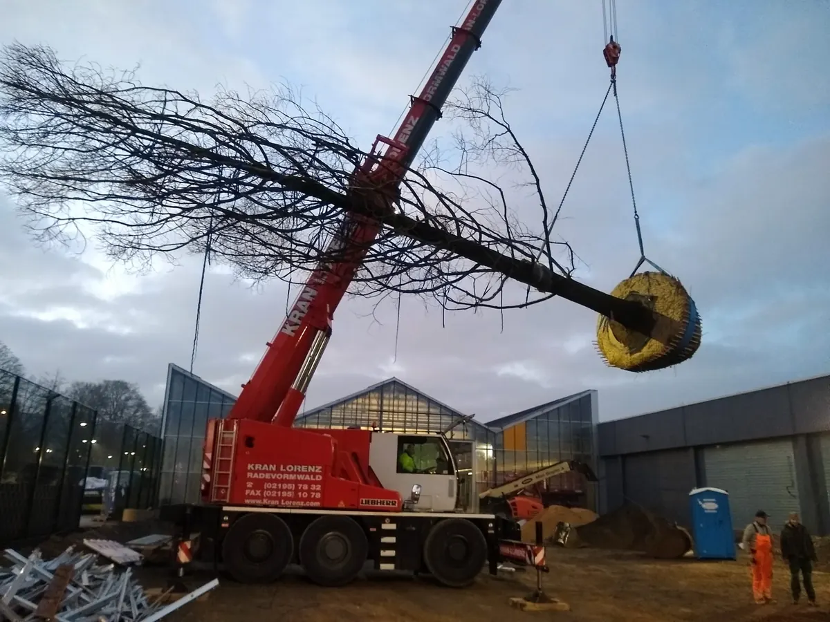 Autokran hebt einen ausgewachsenen Baum am Wurzelballen über eine Baustelle